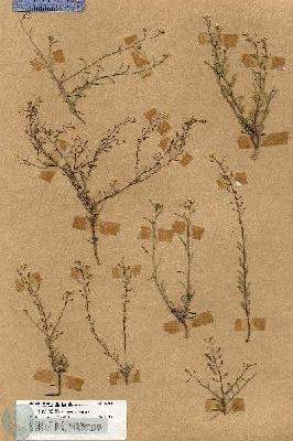 URN_catalog_HBHinton_herbarium_18081.jpg.jpg