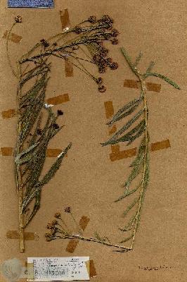 URN_catalog_HBHinton_herbarium_18093.jpg.jpg