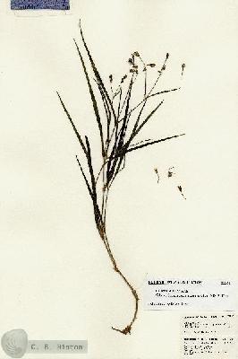 URN_catalog_HBHinton_herbarium_23362.jpg.jpg