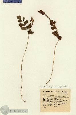 URN_catalog_HBHinton_herbarium_1935.jpg.jpg