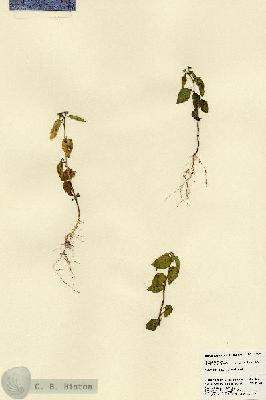 URN_catalog_HBHinton_herbarium_23475.jpg.jpg