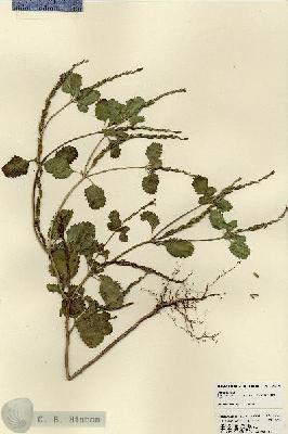 URN_catalog_HBHinton_herbarium_23496.jpg.jpg