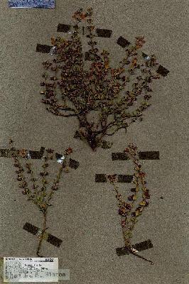 URN_catalog_HBHinton_herbarium_18507.jpg.jpg