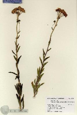 URN_catalog_HBHinton_herbarium_18529.jpg.jpg