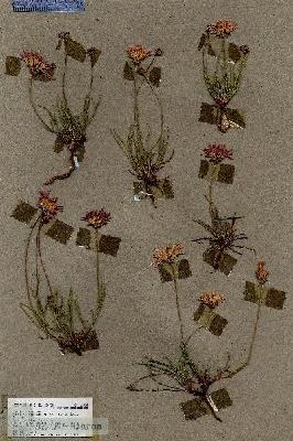 URN_catalog_HBHinton_herbarium_18534.jpg.jpg