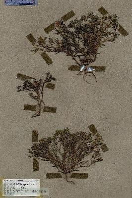 URN_catalog_HBHinton_herbarium_18225.jpg.jpg