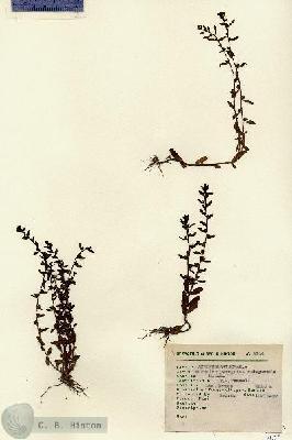 URN_catalog_HBHinton_herbarium_2104.jpg.jpg