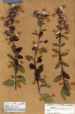 URN_catalog_HBHinton_herbarium_19057.jpg.jpg