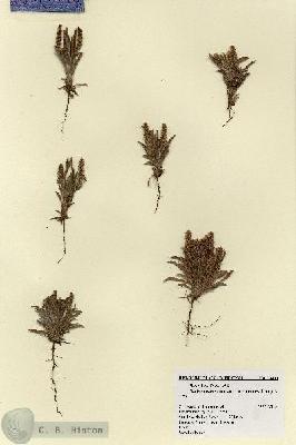 URN_catalog_HBHinton_herbarium_18438.jpg.jpg
