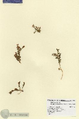 URN_catalog_HBHinton_herbarium_18441.jpg.jpg