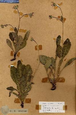 URN_catalog_HBHinton_herbarium_18468.jpg.jpg