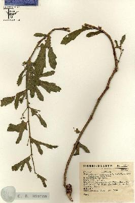 URN_catalog_HBHinton_herbarium_8172.jpg.jpg