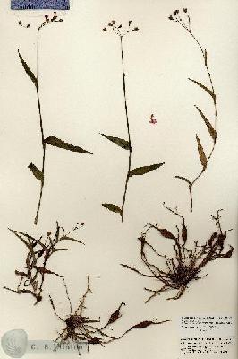 URN_catalog_HBHinton_herbarium_23714.jpg.jpg