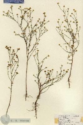 URN_catalog_HBHinton_herbarium_18626.jpg.jpg