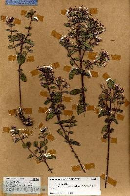 URN_catalog_HBHinton_herbarium_18628.jpg.jpg