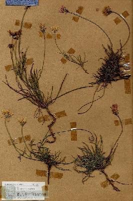 URN_catalog_HBHinton_herbarium_18636.jpg.jpg