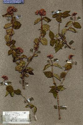 URN_catalog_HBHinton_herbarium_18683.jpg.jpg