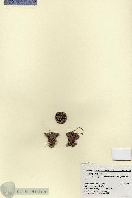 URN_catalog_HBHinton_herbarium_26909.jpg.jpg