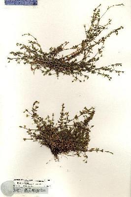 URN_catalog_HBHinton_herbarium_18814.jpg.jpg