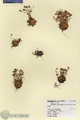 URN_catalog_HBHinton_herbarium_18822.jpg.jpg