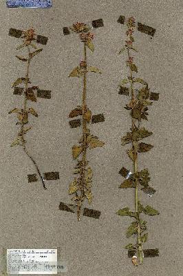 URN_catalog_HBHinton_herbarium_18857.jpg.jpg