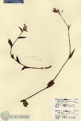 URN_catalog_HBHinton_herbarium_21453.jpg.jpg