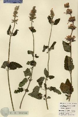 URN_catalog_HBHinton_herbarium_21491.jpg.jpg