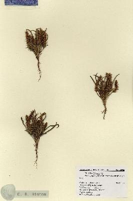 URN_catalog_HBHinton_herbarium_18985.jpg.jpg