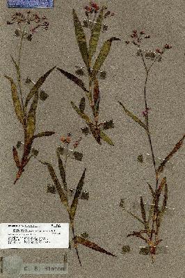 URN_catalog_HBHinton_herbarium_18991.jpg.jpg