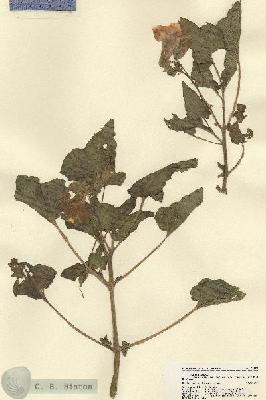 URN_catalog_HBHinton_herbarium_21555.jpg.jpg