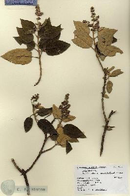 URN_catalog_HBHinton_herbarium_19214.jpg.jpg