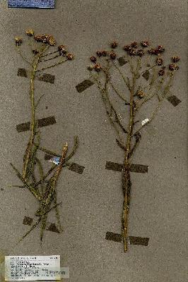 URN_catalog_HBHinton_herbarium_19243.jpg.jpg