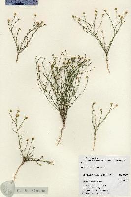 URN_catalog_HBHinton_herbarium_27405.jpg.jpg