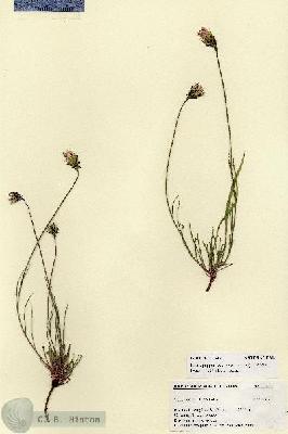 URN_catalog_HBHinton_herbarium_27412.jpg.jpg