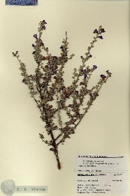 URN_catalog_HBHinton_herbarium_27457.jpg.jpg