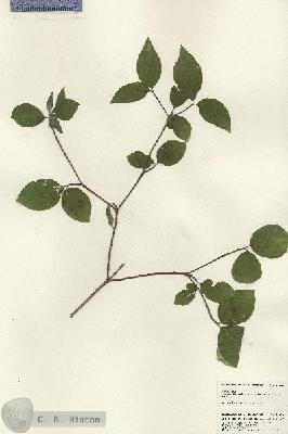 URN_catalog_HBHinton_herbarium_25284.jpg.jpg