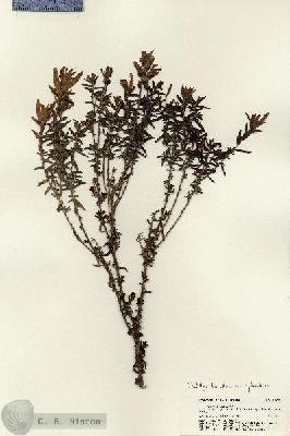 URN_catalog_HBHinton_herbarium_21725.jpg.jpg