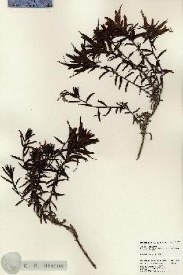 URN_catalog_HBHinton_herbarium_24372.jpg.jpg