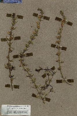 URN_catalog_HBHinton_herbarium_19496.jpg.jpg