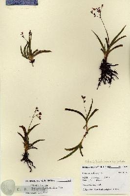 URN_catalog_HBHinton_herbarium_27659.jpg.jpg