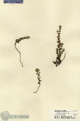 URN_catalog_HBHinton_herbarium_22024.jpg.jpg