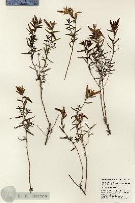 URN_catalog_HBHinton_herbarium_24864.jpg.jpg