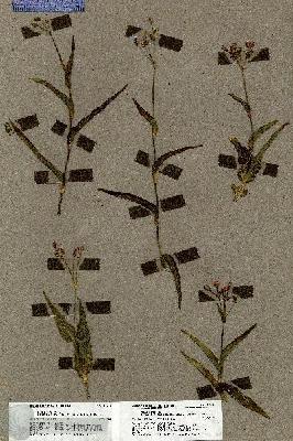 URN_catalog_HBHinton_herbarium_19612.jpg.jpg