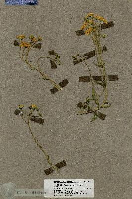 URN_catalog_HBHinton_herbarium_19615.jpg.jpg