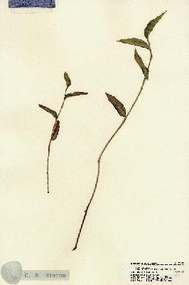 URN_catalog_HBHinton_herbarium_22140.jpg.jpg