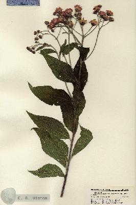 URN_catalog_HBHinton_herbarium_22132.jpg.jpg
