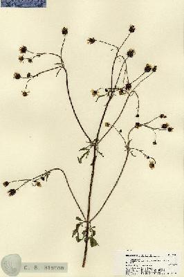 URN_catalog_HBHinton_herbarium_22514.jpg.jpg