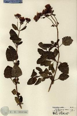 URN_catalog_HBHinton_herbarium_22247.jpg.jpg