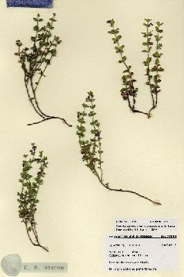 URN_catalog_HBHinton_herbarium_27858.jpg.jpg