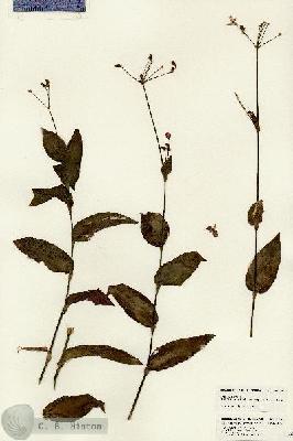 URN_catalog_HBHinton_herbarium_24677.jpg.jpg